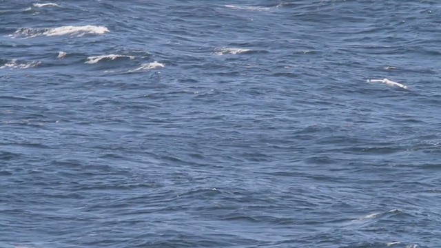 Northern Gannet - ML305748281