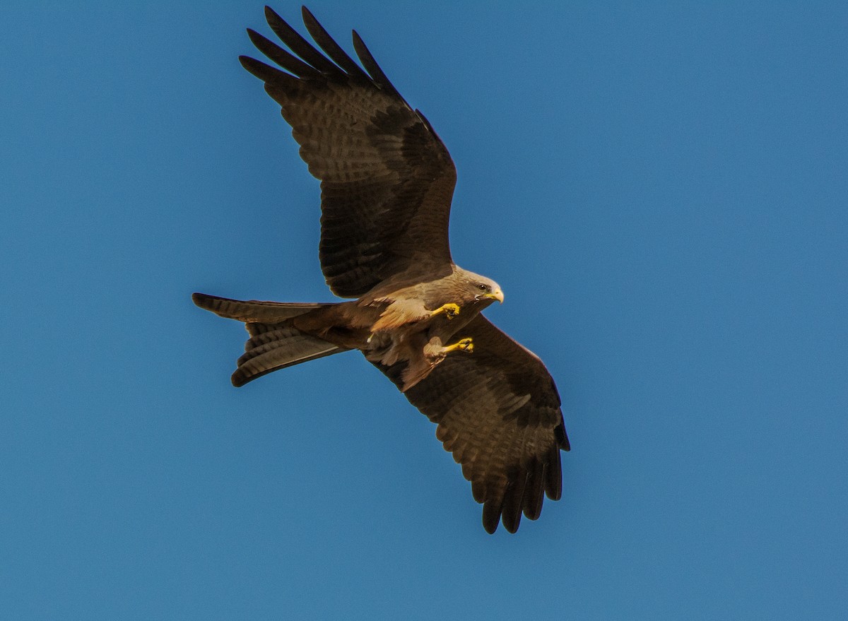 Black Kite - ML305748421