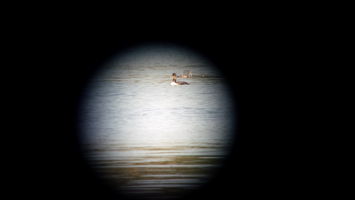 Common Loon - ML30574981