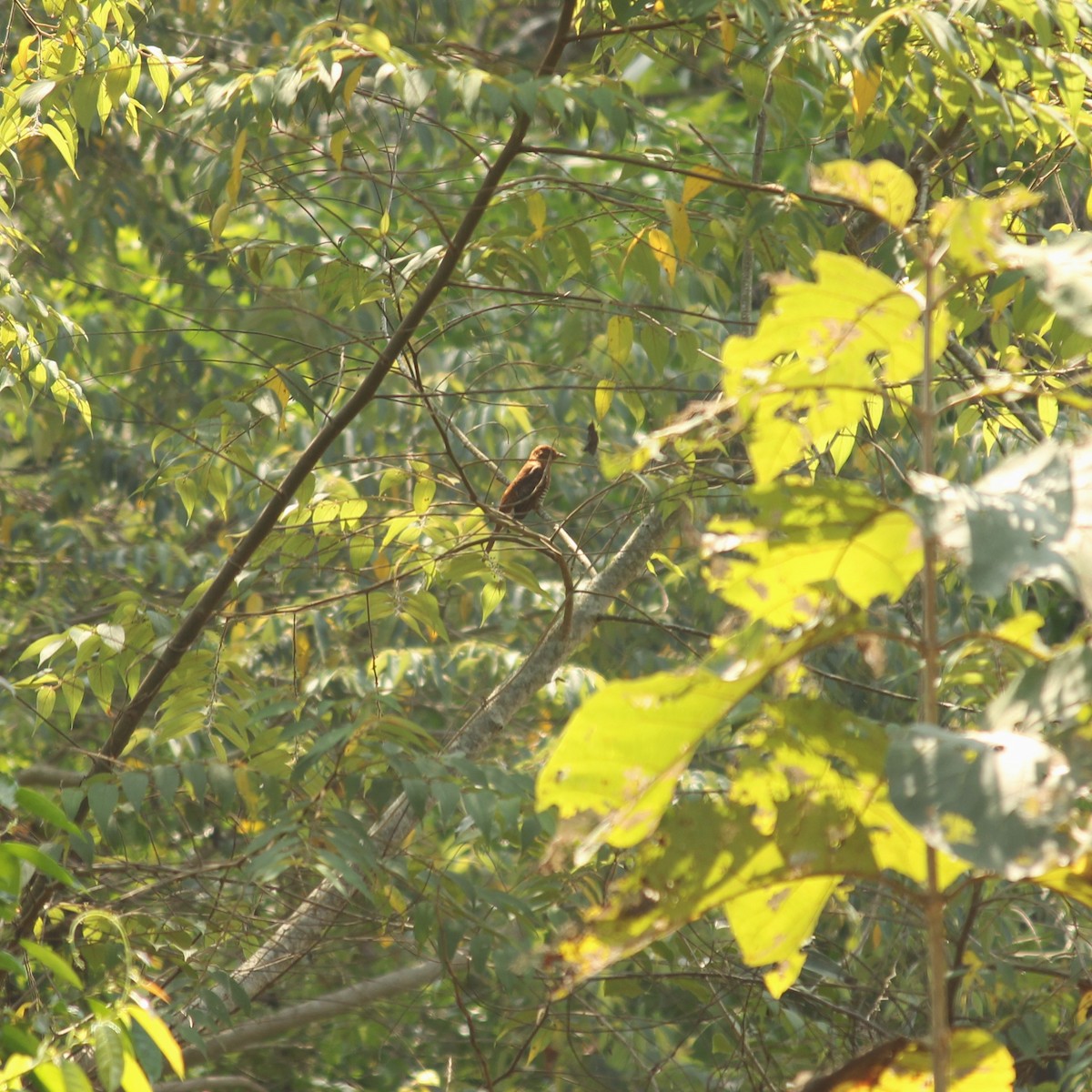 Gray-bellied Cuckoo - Chetan Kalkura