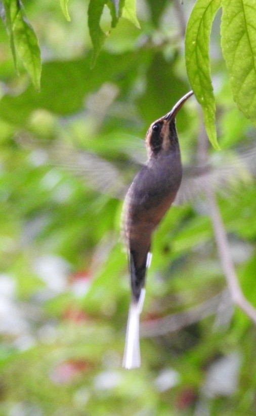 Scale-throated Hermit - ML305752081