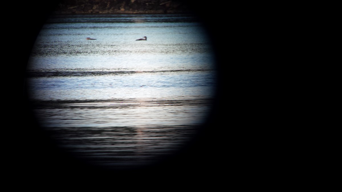 Common Loon - ML30575451