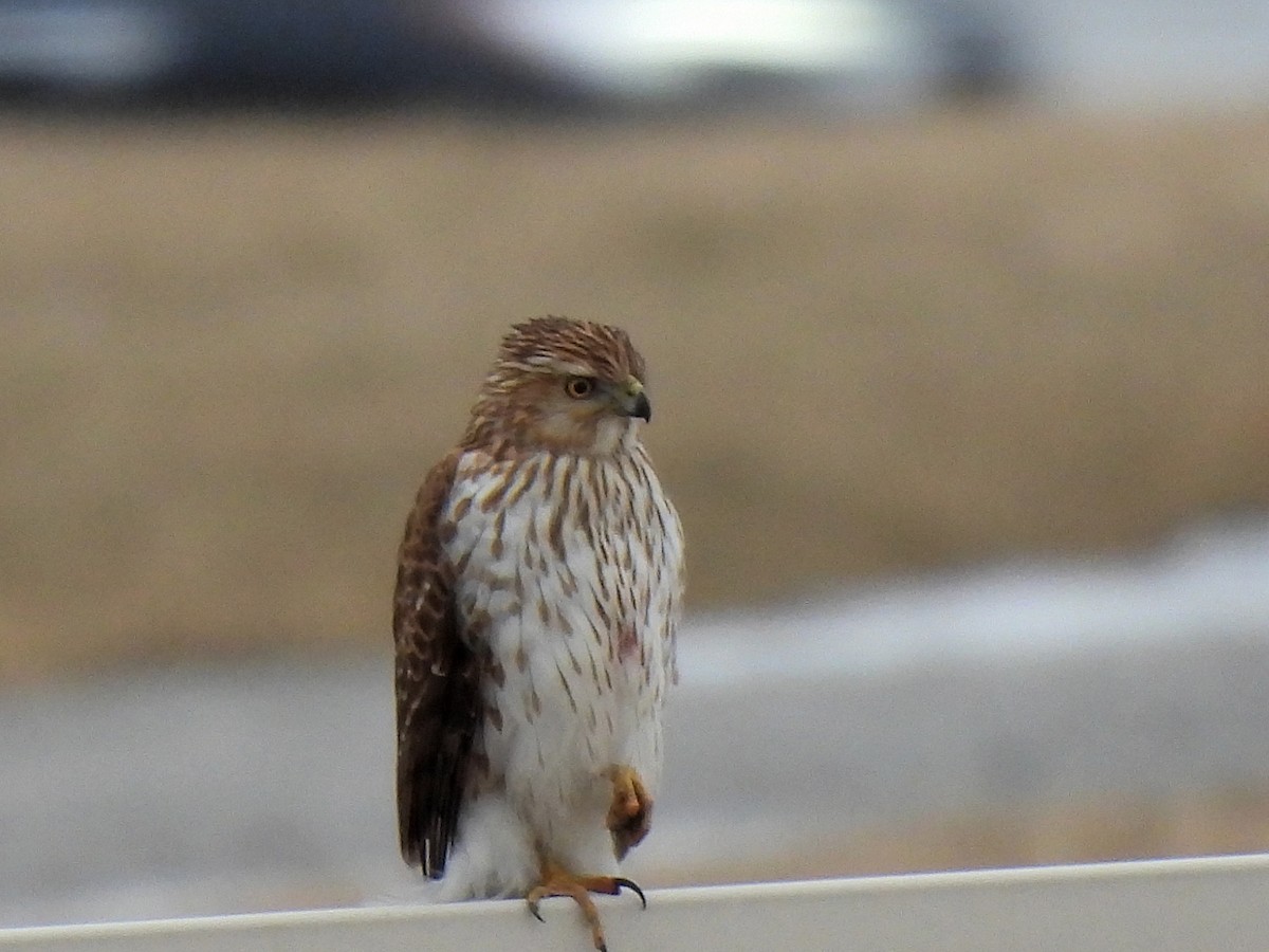 Cooper's Hawk - ML305755151