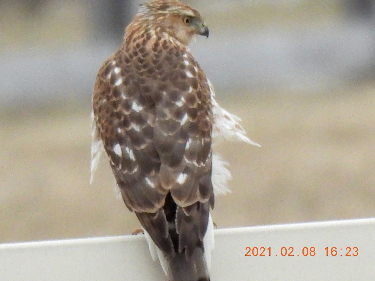 Cooper's Hawk - ML305755171