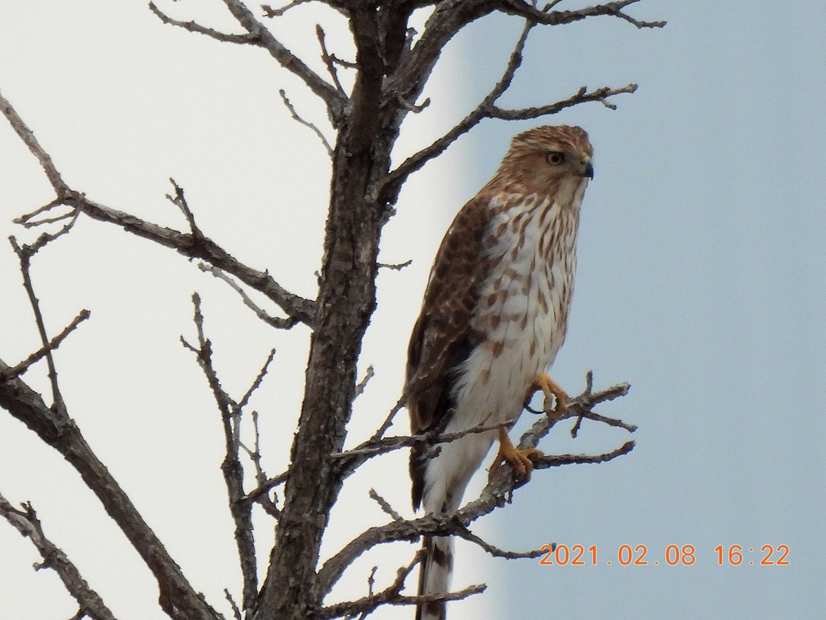 Cooper's Hawk - ML305755181