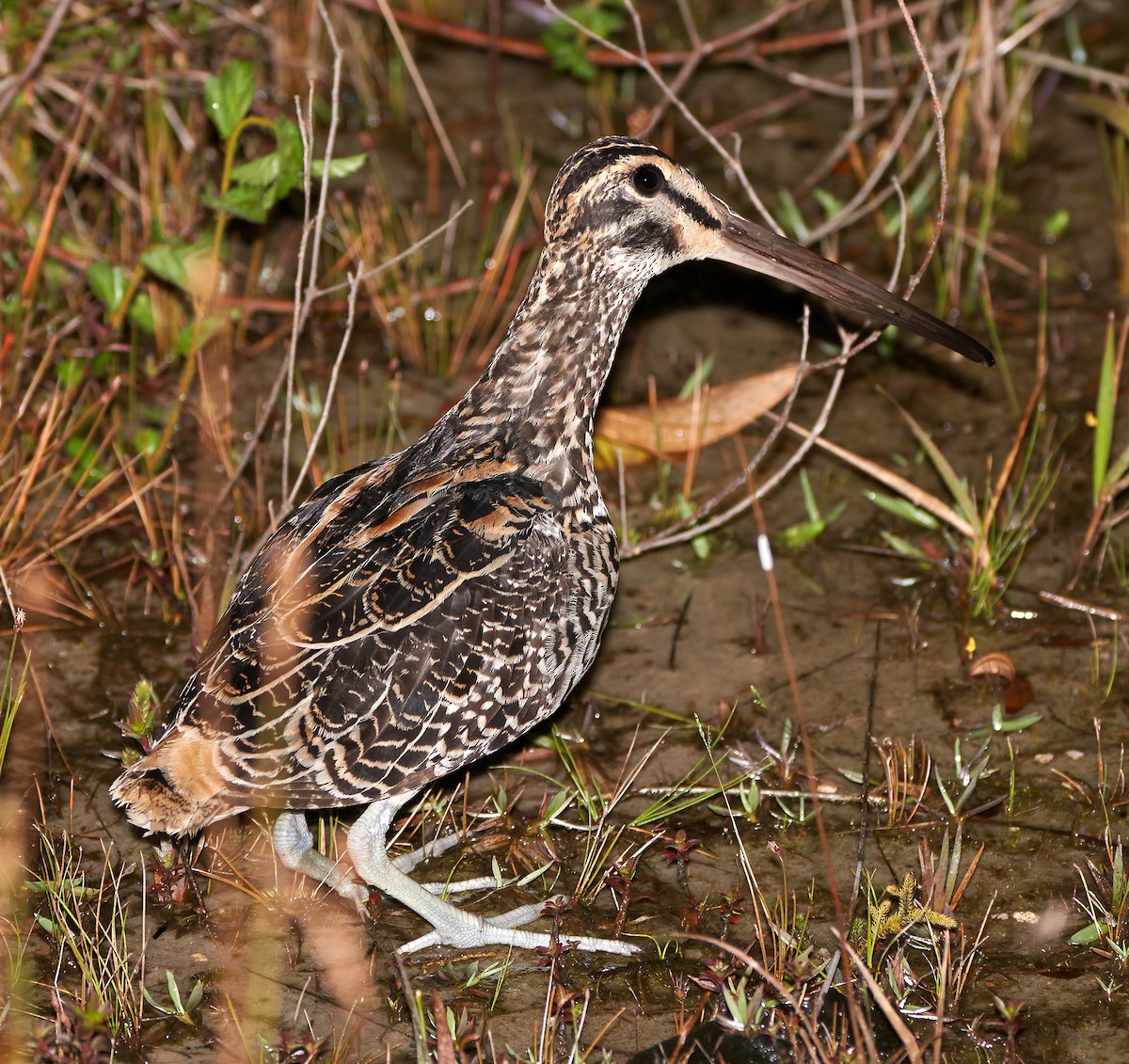 Giant Snipe - Daniel López-Velasco | Ornis Birding Expeditions