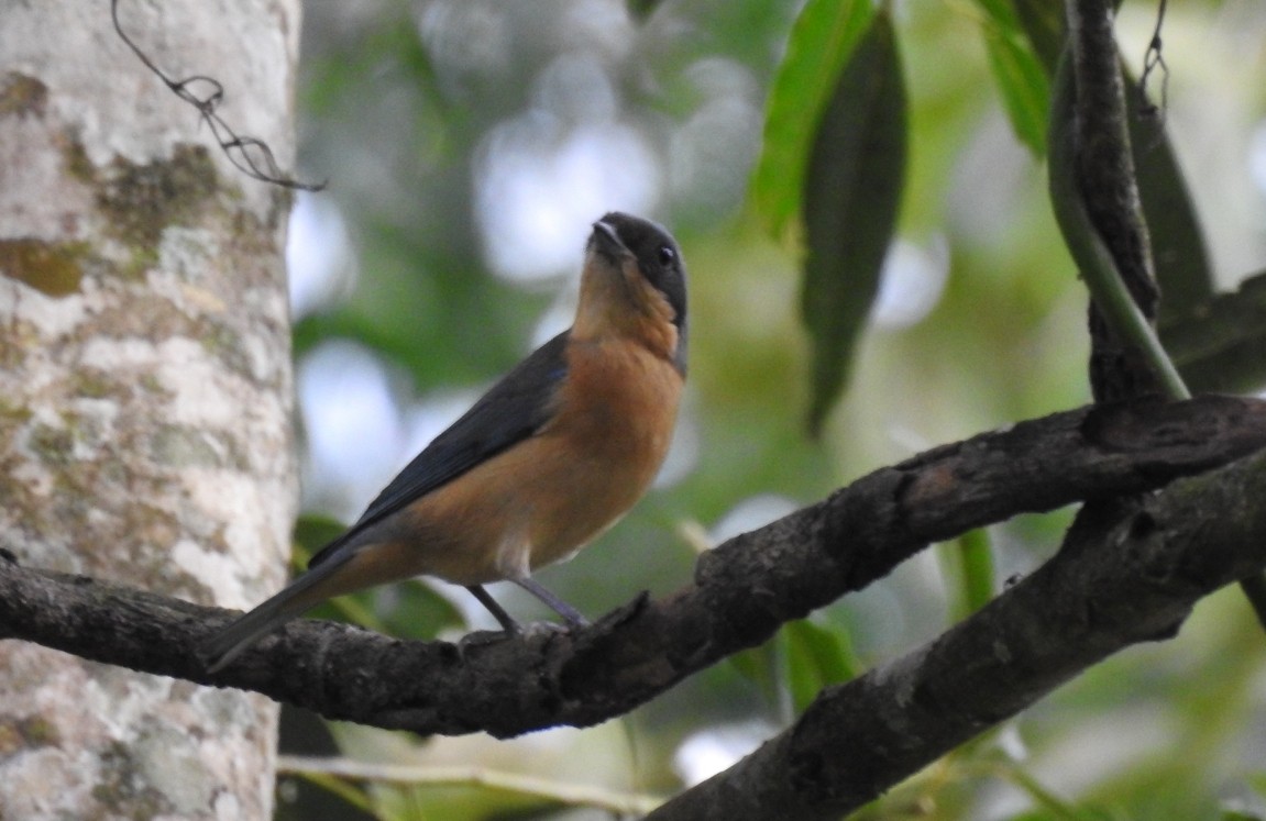 Fawn-breasted Tanager - ML305756361