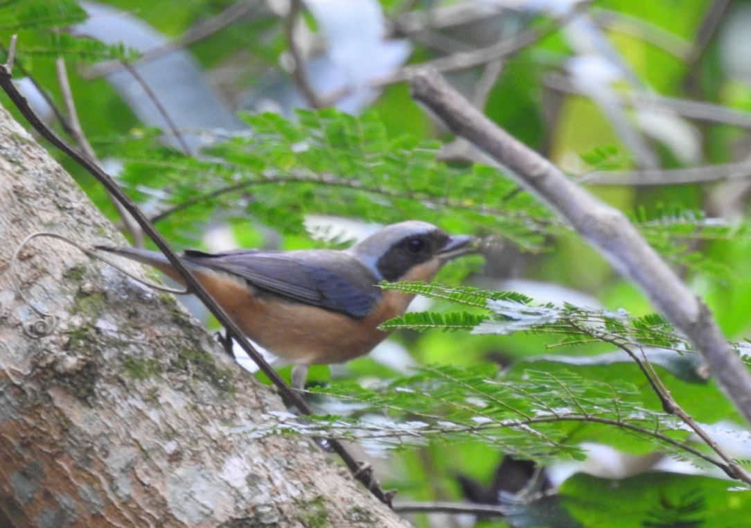 Fawn-breasted Tanager - ML305756371