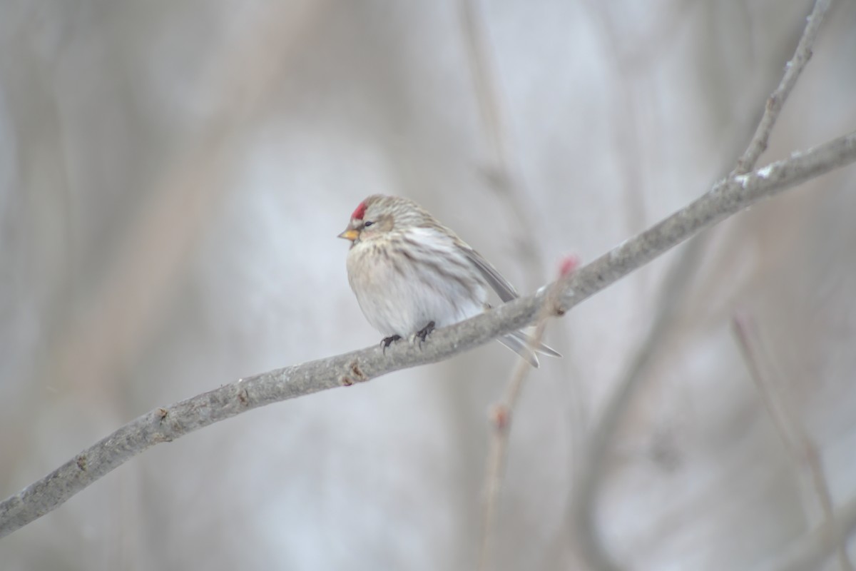 Hoary Redpoll - ML305758071