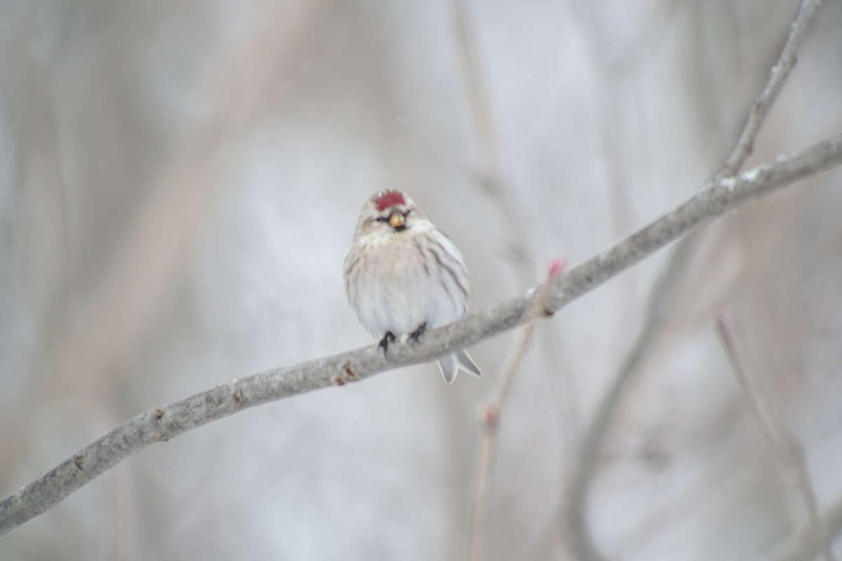 Hoary Redpoll - ML305758081