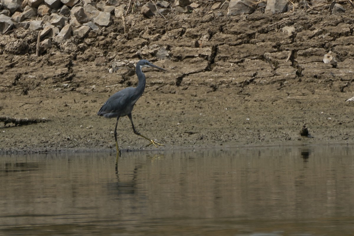 Western Reef-Heron - ML305758201