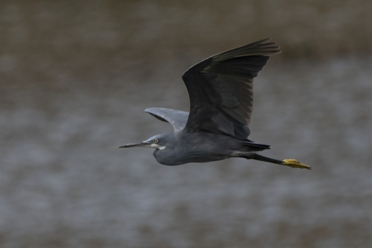 Western Reef-Heron - ML305758211