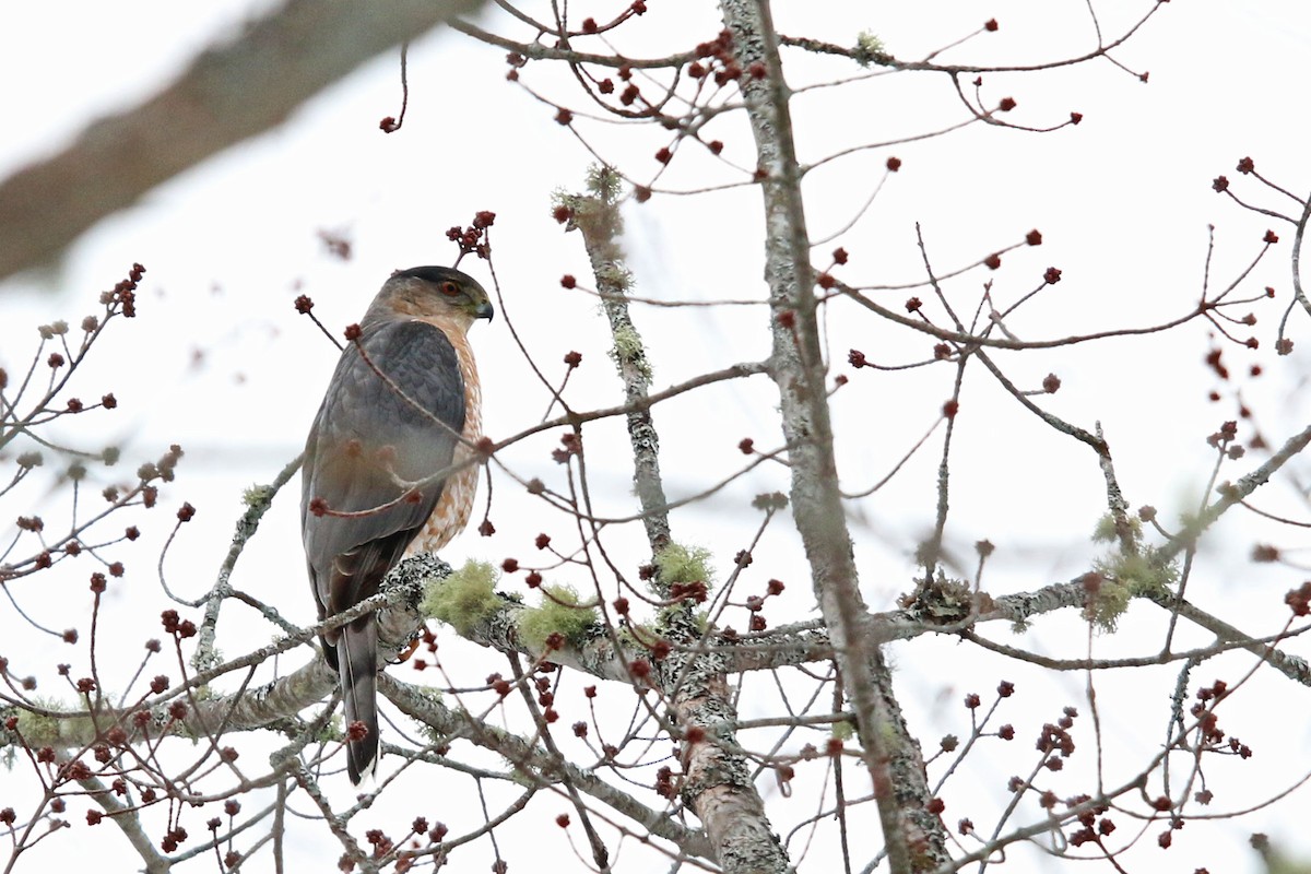 Cooper's Hawk - ML305758821