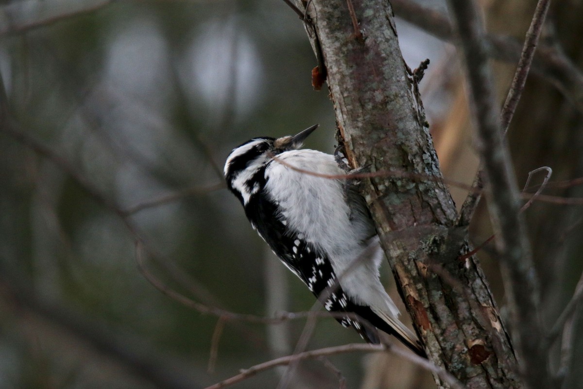 Hairy Woodpecker - ML305758841