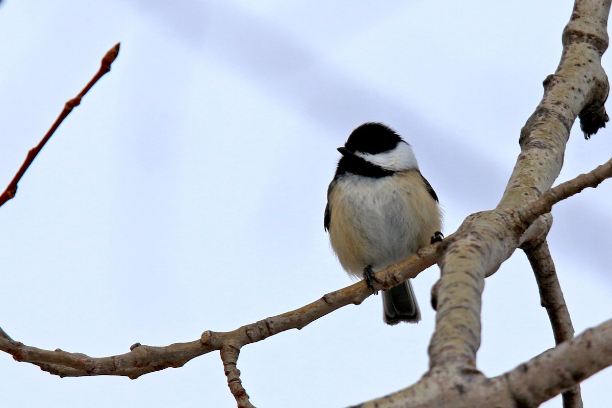 Black-capped Chickadee - ML305758851