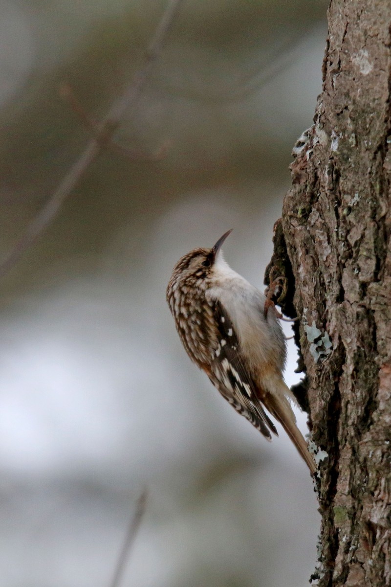 Brown Creeper - ML305758891