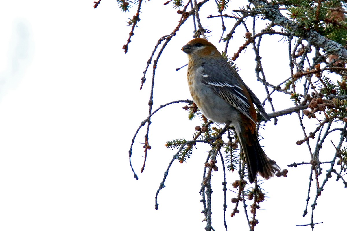 Pine Grosbeak - Agus Jati