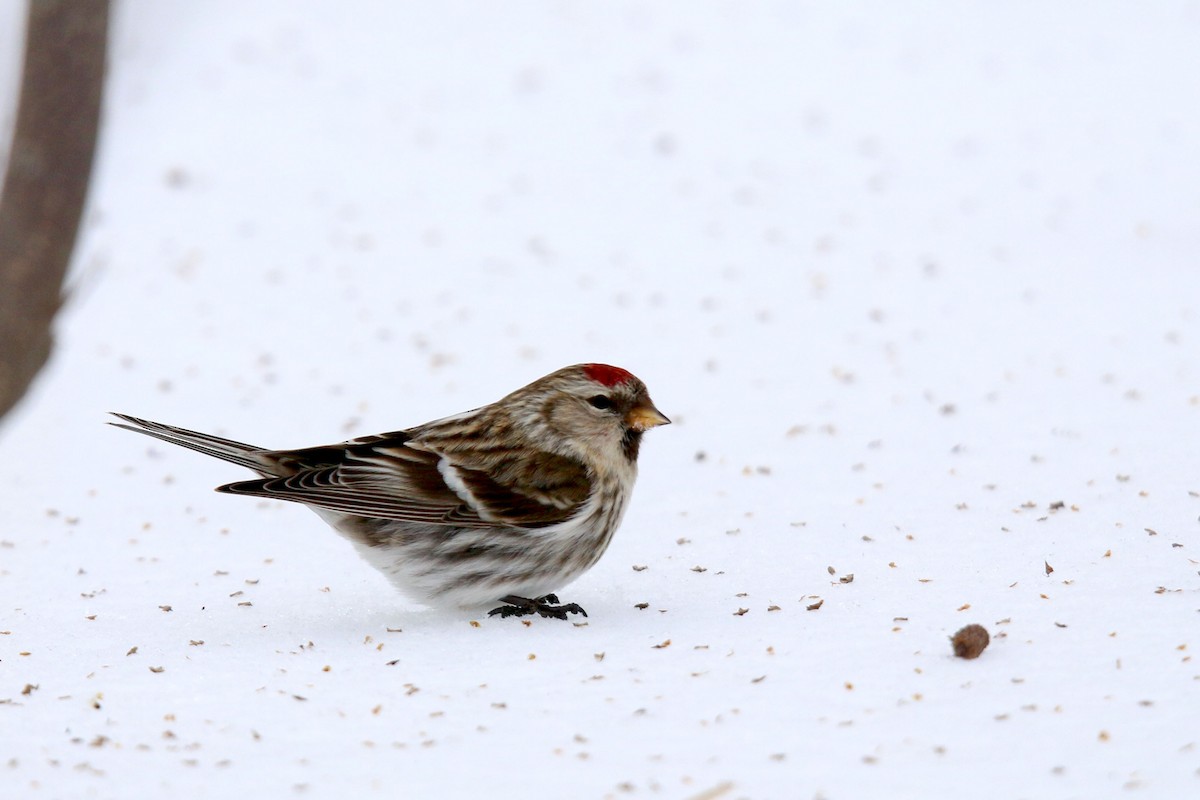 Common Redpoll - ML305758921