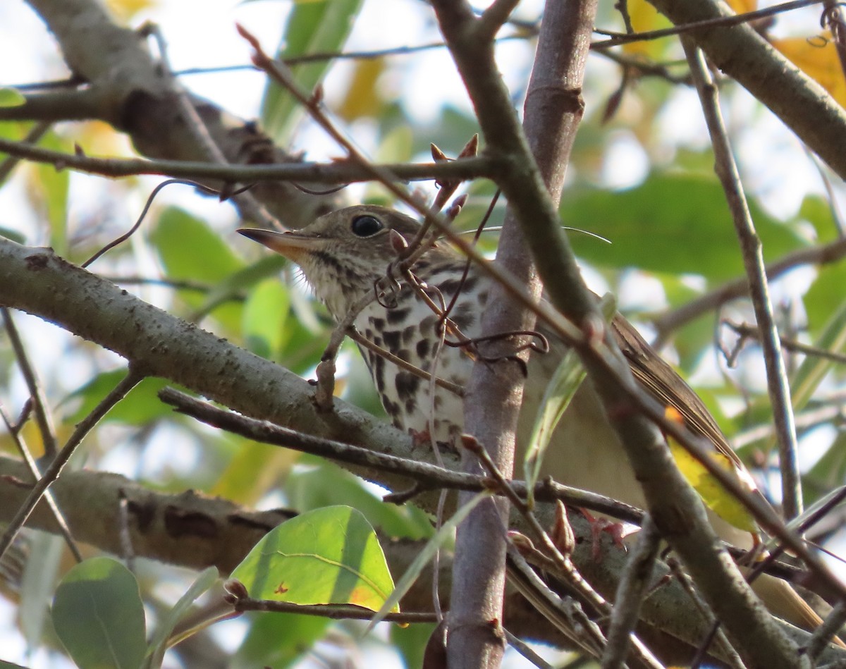 Hermit Thrush - ML305759271