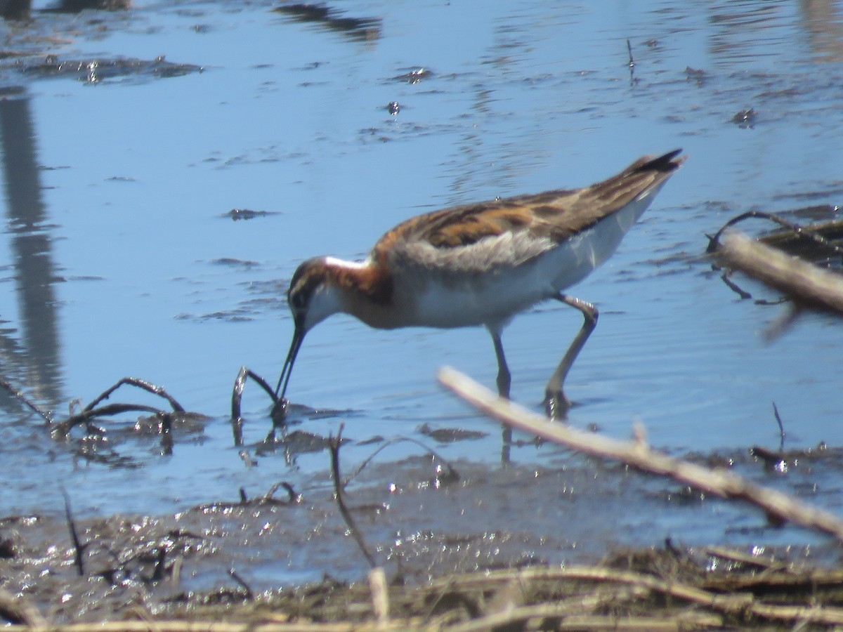 Wilson's Phalarope - ML30576021