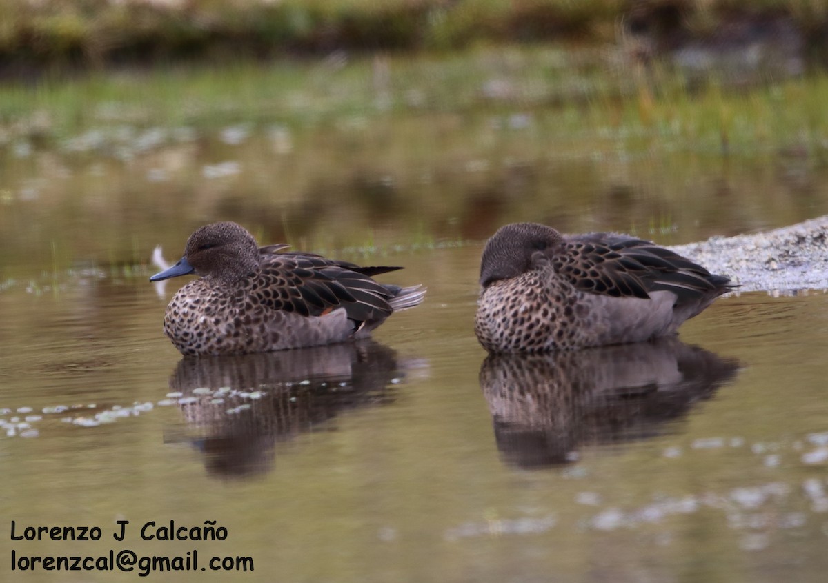 Andean Teal - ML305761591