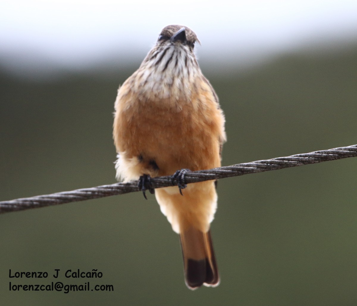 Streak-throated Bush-Tyrant - ML305762011