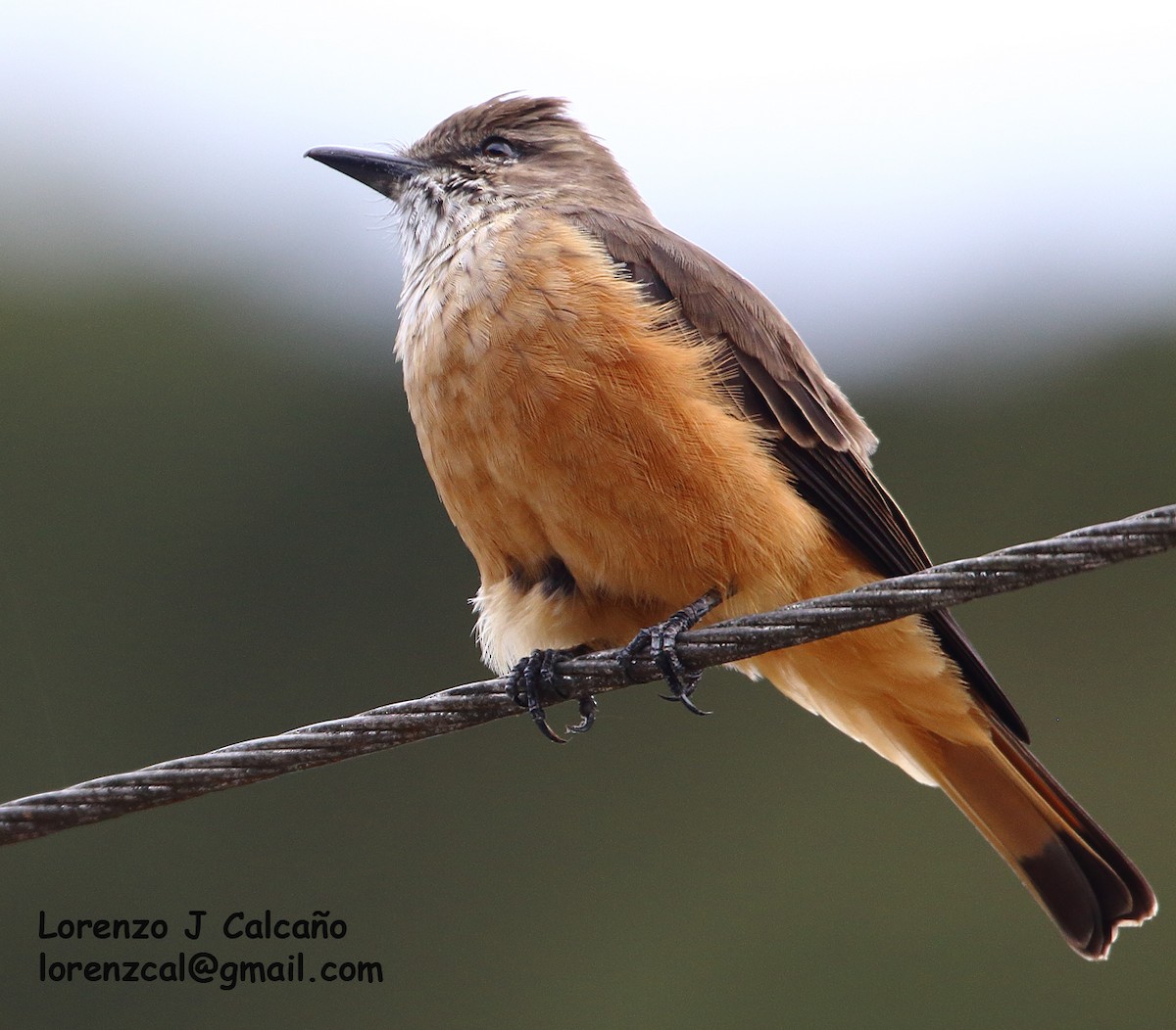 Streak-throated Bush-Tyrant - ML305762021