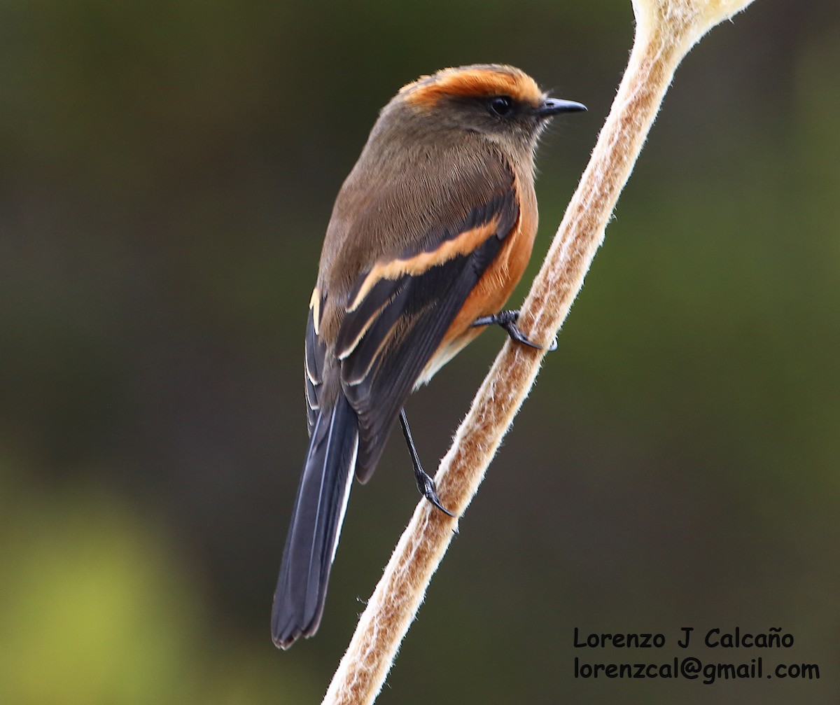 Rufous-browed Chat-Tyrant - ML305762051