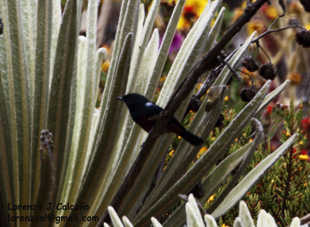 Merida Flowerpiercer - Lorenzo Calcaño