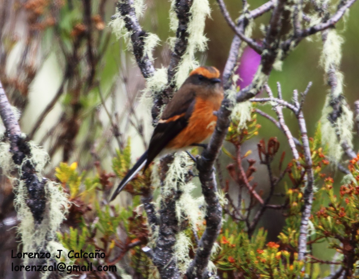 Rufous-browed Chat-Tyrant - ML305762161