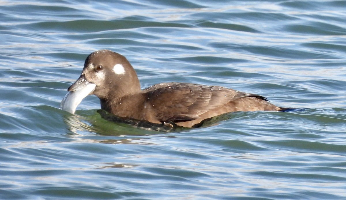 Harlequin Duck - Candy Giles