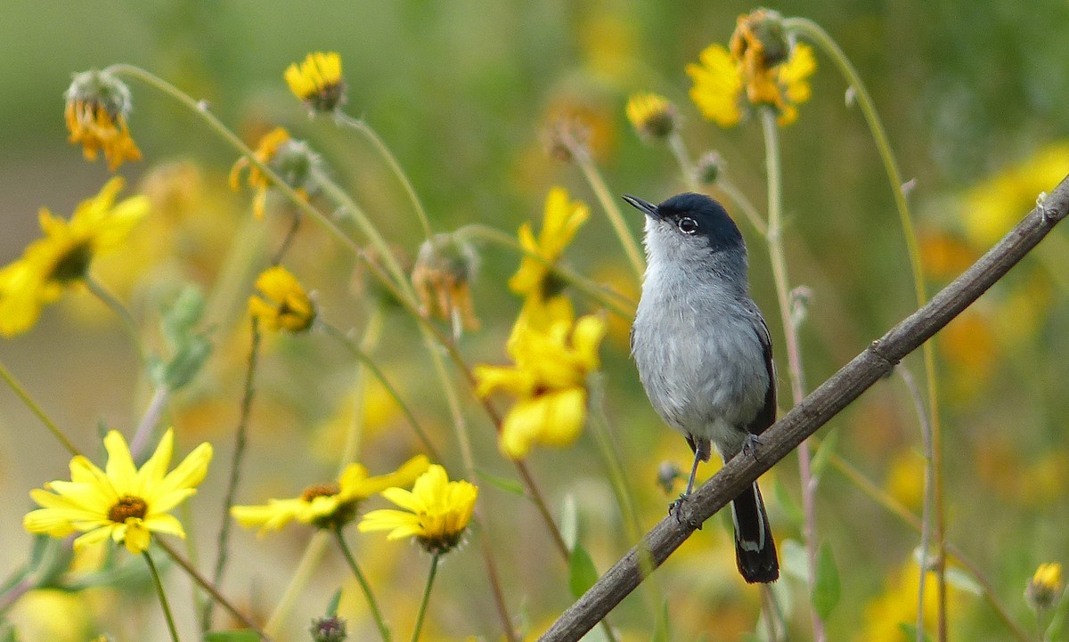 California Gnatcatcher - ML30576421