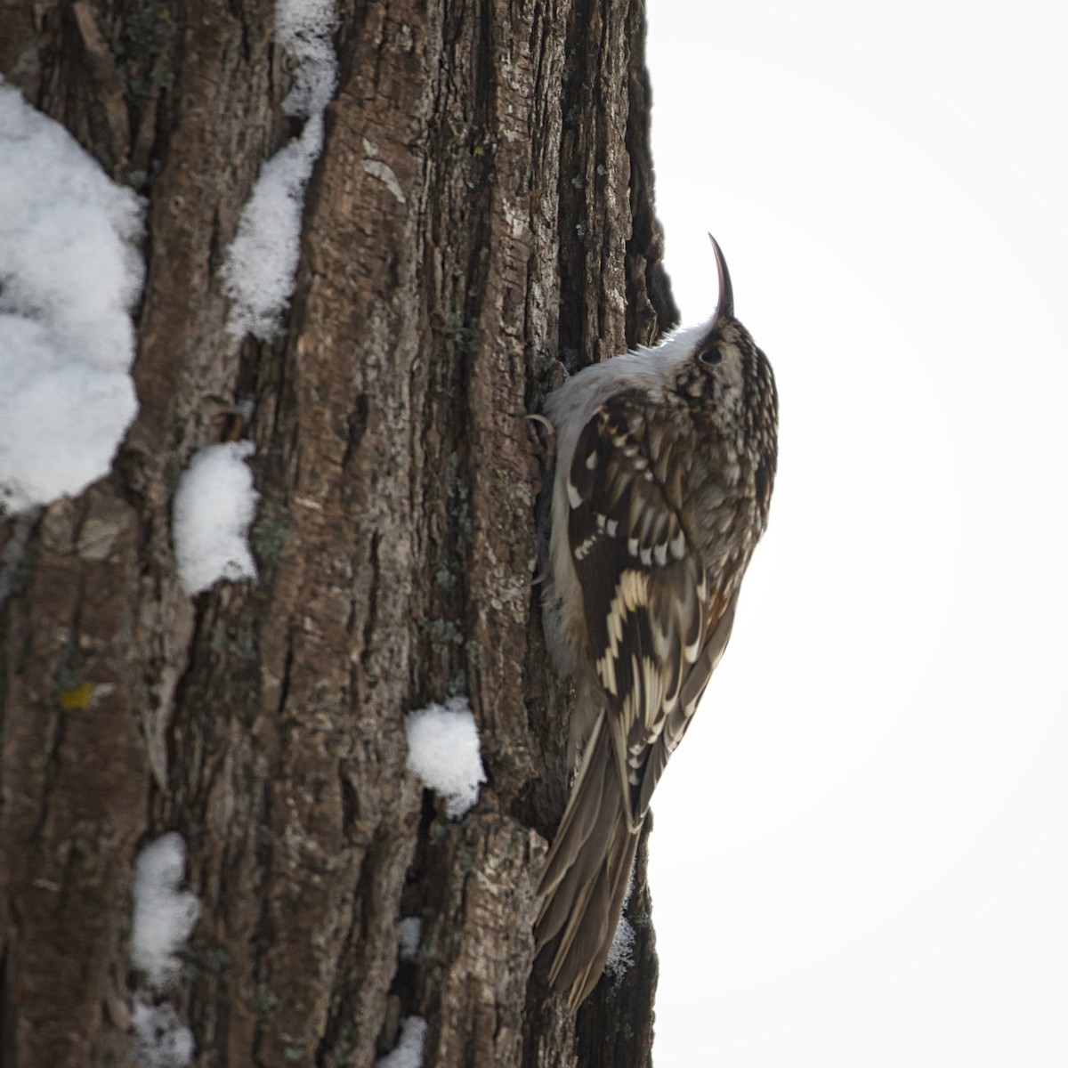 Brown Creeper - Anne Auclair  Moe