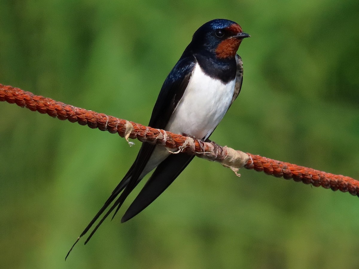 Adult (White-bellied)