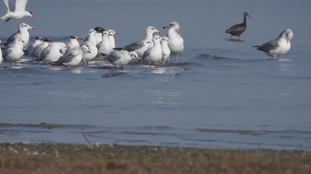 Brown-headed Gull - ML305766471