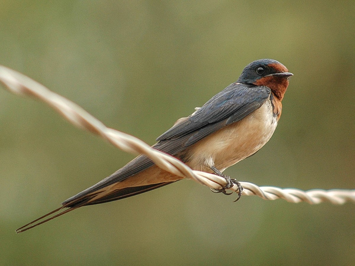 Adult (Buff-bellied)