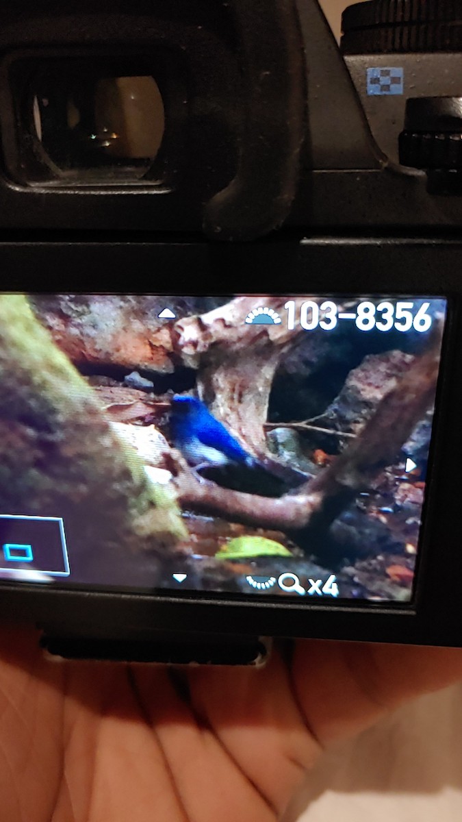 White-bellied Blue Flycatcher - ML305767181