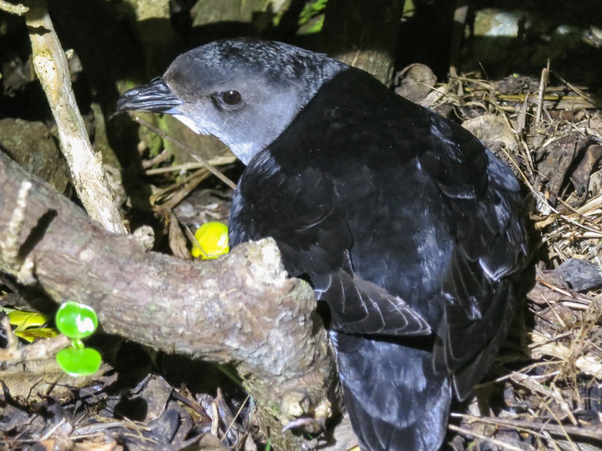 Common Diving-Petrel - ML305768271