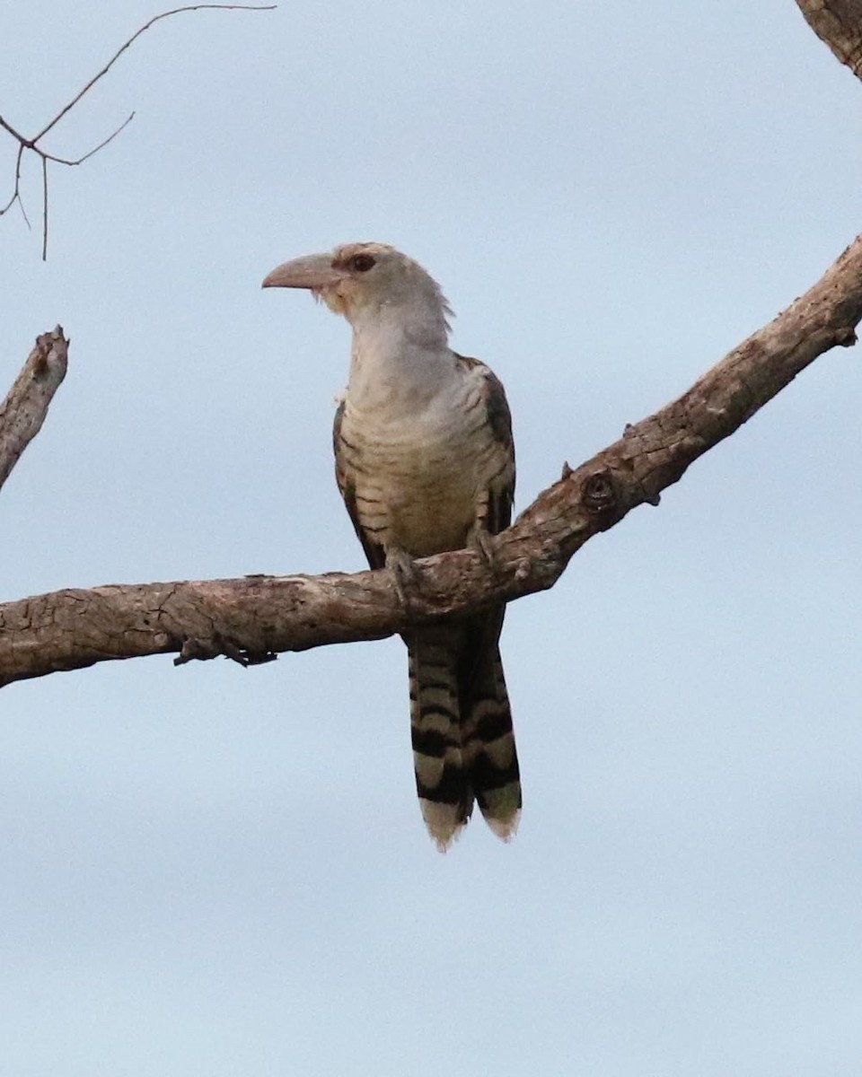 Channel-billed Cuckoo - ML305769201