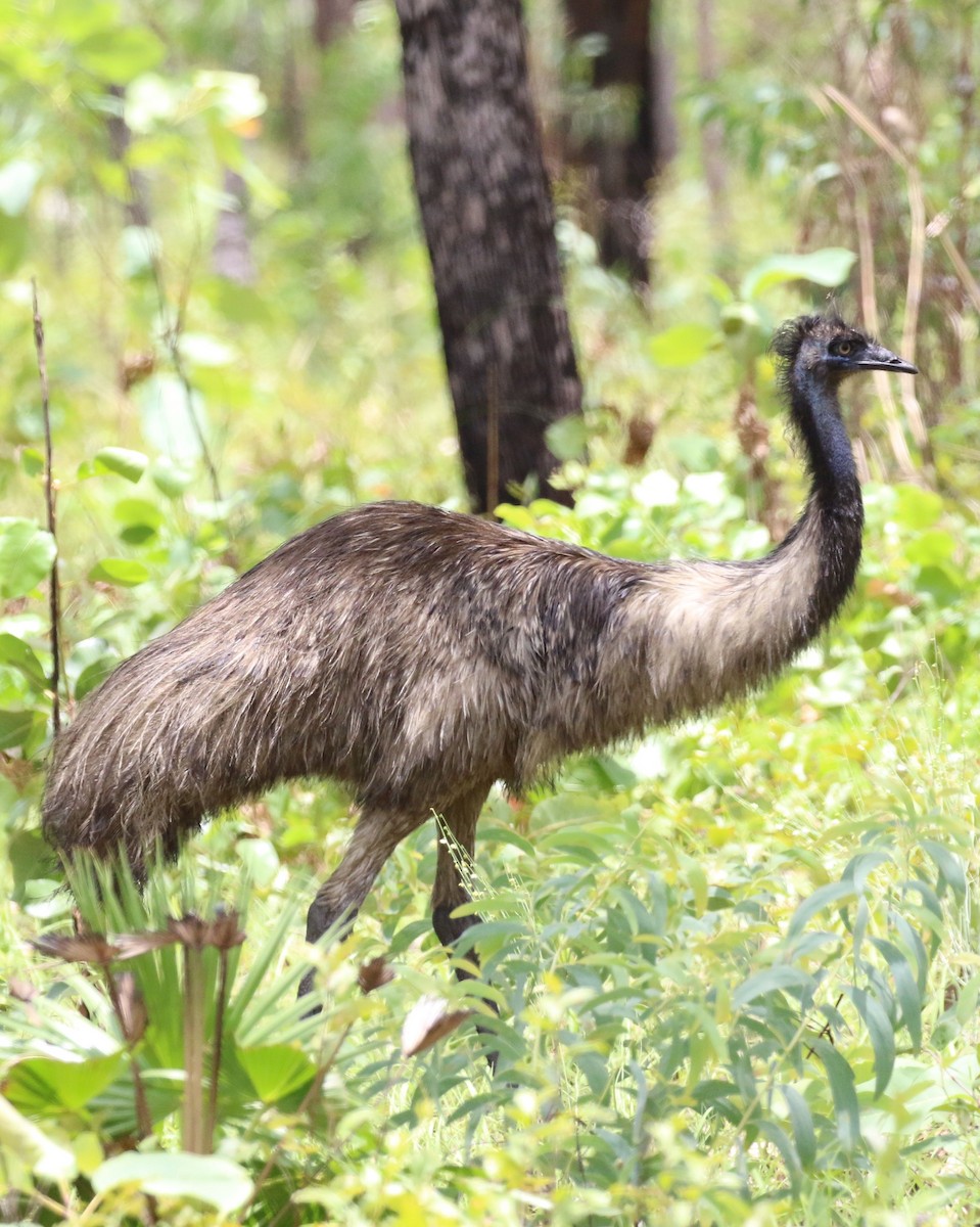 emu hnědý - ML305770591