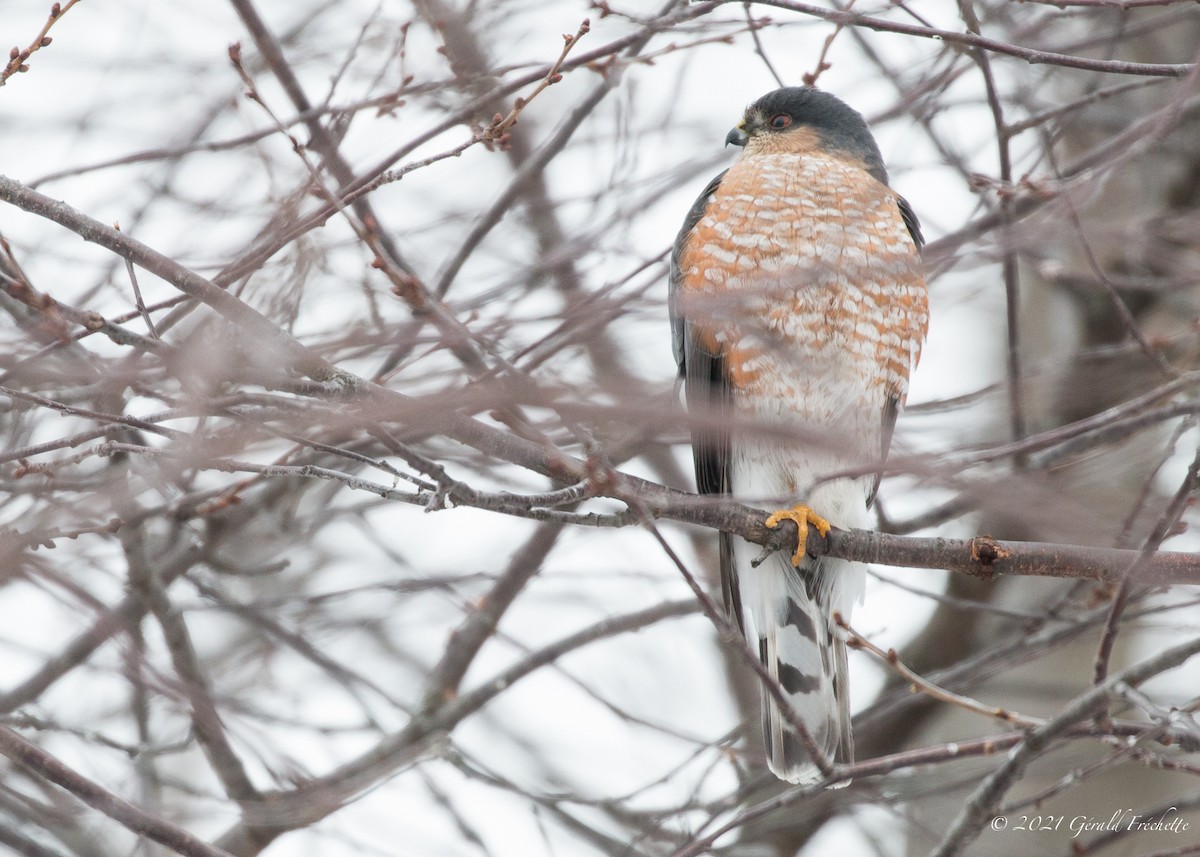 Sharp-shinned Hawk - ML305771101