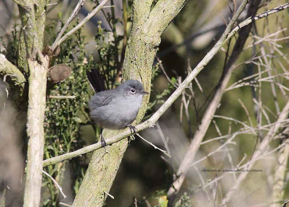 California Gnatcatcher - ML305774061
