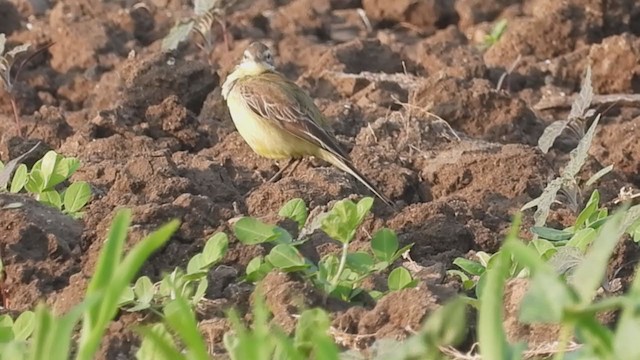 Western Yellow Wagtail - ML305774371