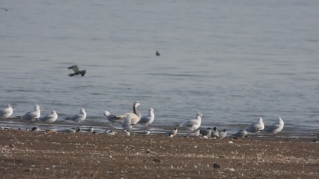 Bar-headed Goose - ML305774781