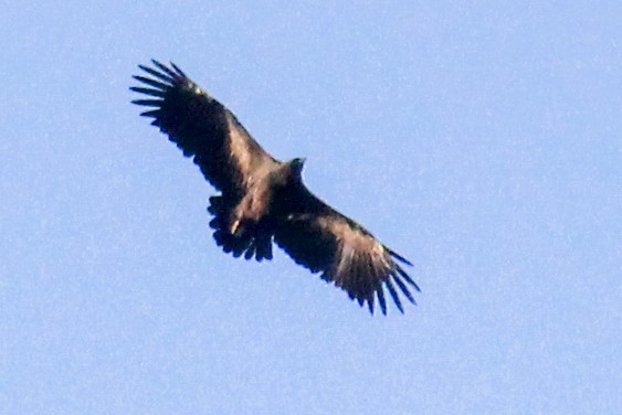 Steppe Eagle - ML305776571