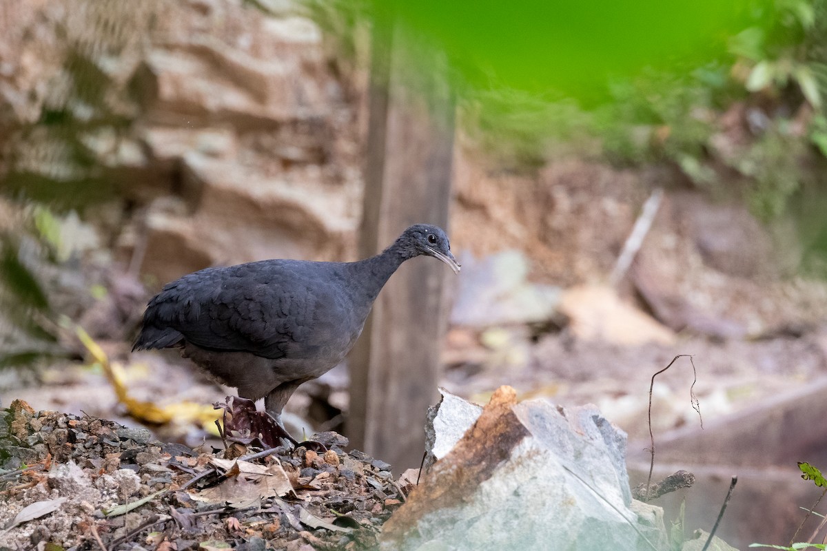 Black Tinamou - ML305777101