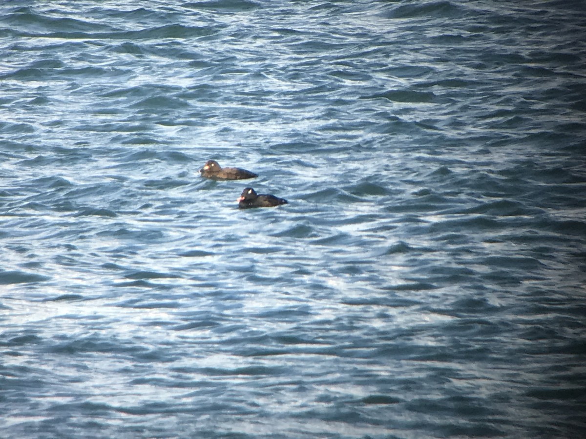 White-winged Scoter - Jason Horn