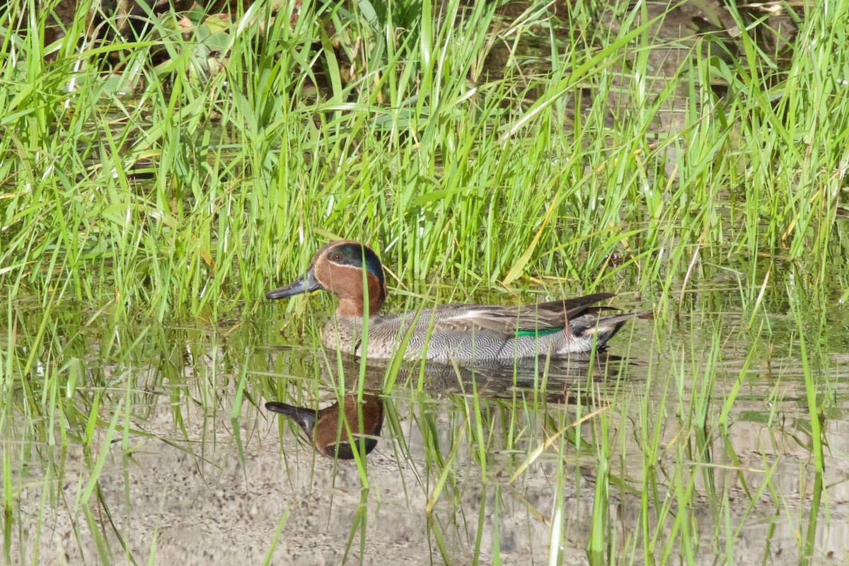 Green-winged Teal - Alberto Aguiar Álamo