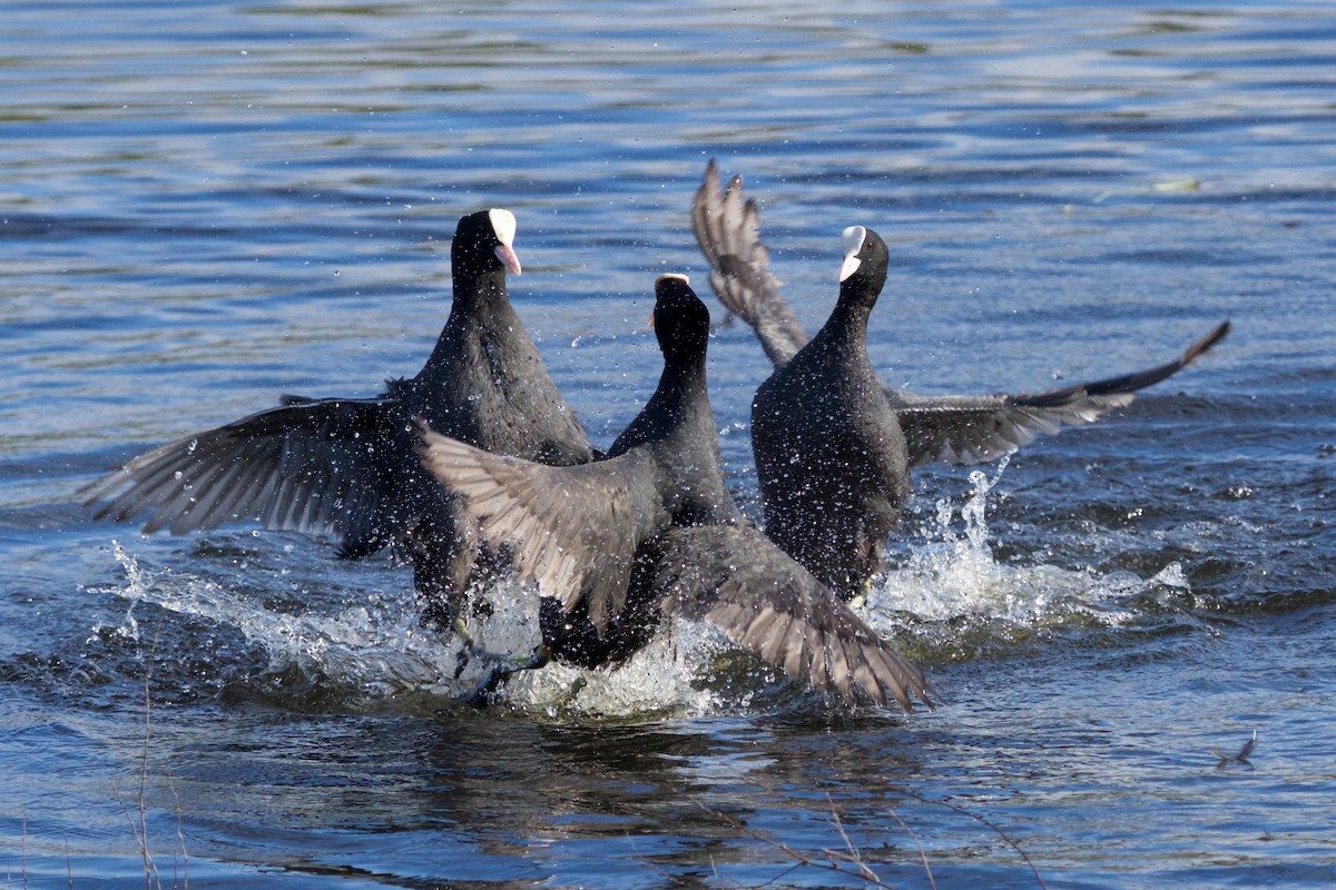 Eurasian Coot - ML305777361