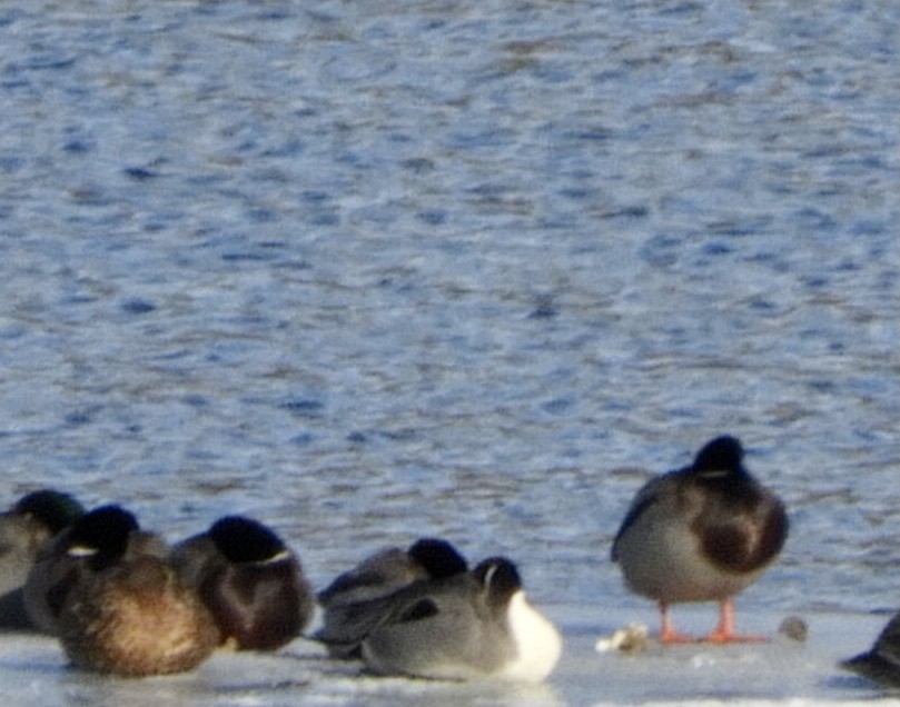 Northern Pintail - ML305777531